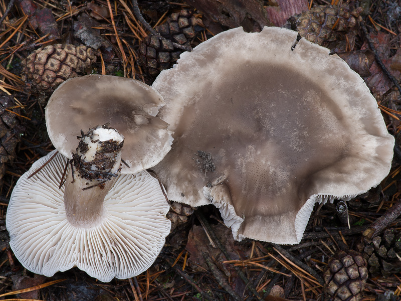 Tricholoma sudum